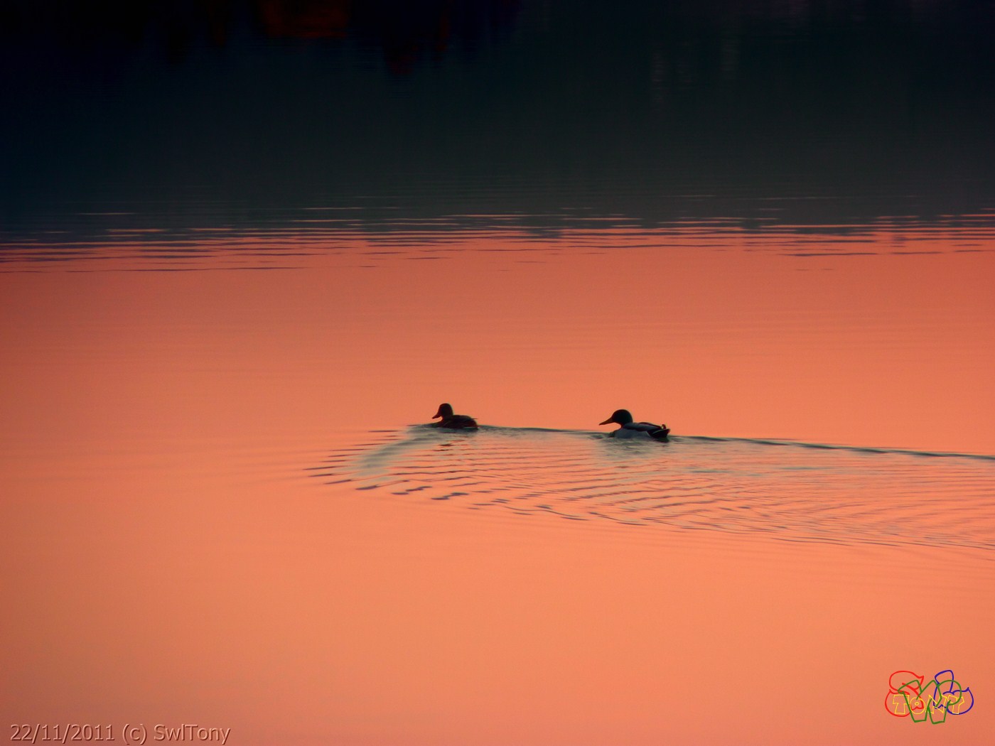 Canards sur le Lac